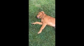 Golden Retriever nails epic front flip in New Hampshire