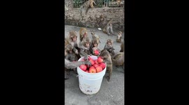 Feeding Wild Monkeys a Bucket of Apples