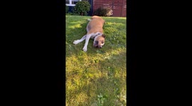 Dog Slides Down Grassy Hill