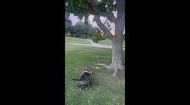 Dog Loves to Spin Dangling From Tree