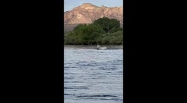 Wild Horse Walks in Arizona River
