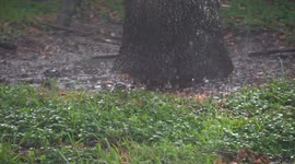 Heavy Rainfall in Broward County