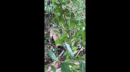 Curious stray dog with head stuck in bottle rescued in Thailand