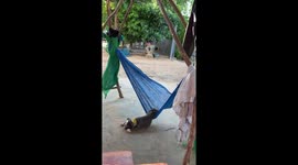 French Bulldog naps in awkward position on hammock