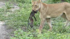 Lioness carrying her baby baboon kill. Looks like a child carrying their stuffy around if you didn't know better.