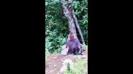 Adorable moment baby monkey plucks flower for mother