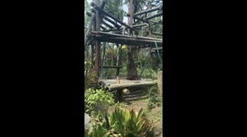 Shaggy monkey swings on rope at zoo in China