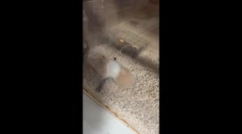 Hamster in China playfully wrestles with a cicada