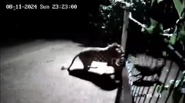 Terrifying scene as fearless dogs face-off against TWO lions with only metal gate separating them