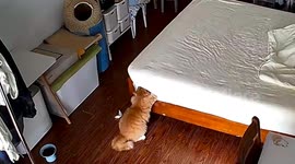 Mischievous kitten tears apart mattress in China