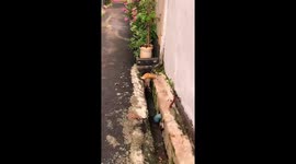 Kitten adopts Mission Impossible style stance to reach into gutter