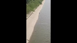 Wild rabbit struggles to climb back up from riverbank in China