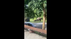 Hungry wild elephant attracted by smell from BBQ flips over tourist's car