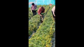 China's digital tech helps in poverty reduction: expert