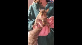 Squeaky squirrel thrives on affection and gentle nightly rubs