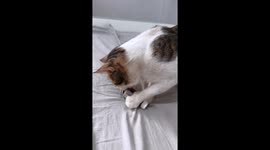 Cat and sedative