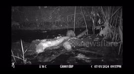 First baby beavers born in London for 400 years caught on camera