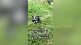 Rescue pup has eye removed after porcupine quill attack