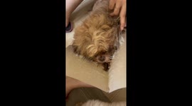 Sticky situation! Pet dog stuck in glue trap released by giggling owner