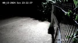 Two pet dogs fight off huge LIONS to protect home in India