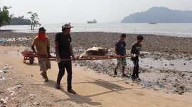 Female Green Turtle Stranded in the Sea in Padang City, Indonesia