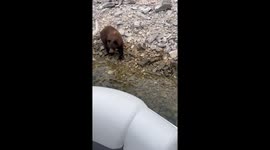 Cheeky bear swims up to boat and steals fisherman's bass catch