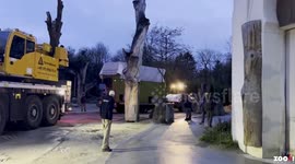 Switzerland: Endangered Female Elephant Euthanised After Meeting Daughter For 1st Time In 28 Years