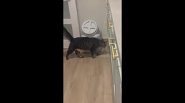 Clever Cat Opens Food Storage Container