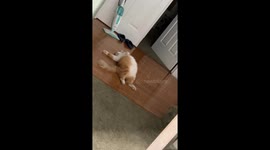From abandoned kitten to Garfield doppelgänger, cat revives when food is shaken