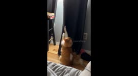 Cat's intense battle against curtain after getting its nail stuck in it
