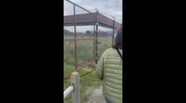 Bear Practices Ninja Skills