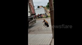 Three dogs eagerly eye butcher truck's hanging meat in Buenos Aires