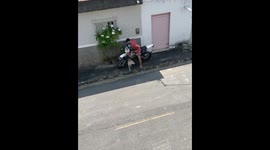 Dog Takes a Ride on Owner's Motorcycle