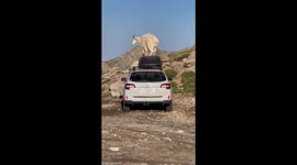 Mountain Goats Climb on Top of Hiker's Car