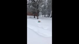 Dog Trudges Through Deep Snow to Play Frisbee