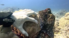 Clingy octopus won't let go of diver's hand