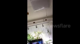 Chinese woman transforms home into cat paradise after tense post-neuter relationship