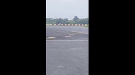 Three mongooses tag-team a cobra at airport in India