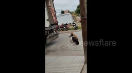 Argentina: Three dogs wait to get some meat from a butchers truck in Argentina