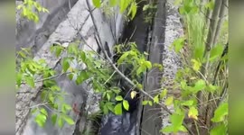 Beaver rescued from drainage ditch in Russia