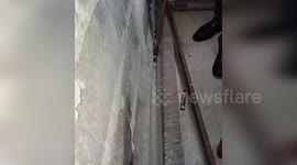 Snake removed from home in North Ossetia