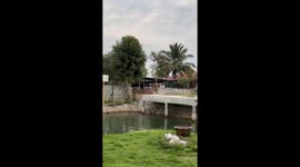 Crazed farm yard cow rams neighbour crossing bridge