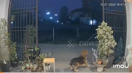 Wild monitor lizard charges at sleeping pet dog