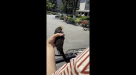 Cyclist carries crow suffering with heat stroke to safety
