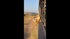 Majestic lion victoriously roars just centimetres away from safari jeep