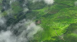 China's Honghe Hani Rice Terraces embrace harvest season