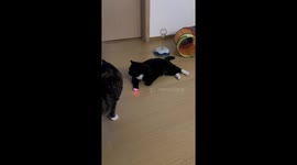 Chinese pet owner’s playful experiment with laser pointer on black cat