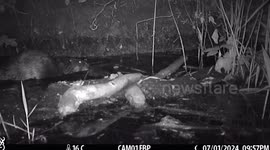 Baby beavers born in London for first time in 400 years