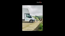 Naughty goat tests its athleticism by trying to climb on a van