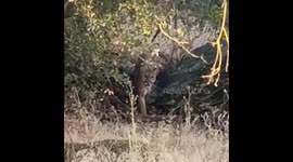 Eerie scene as angler spots mountain lion stalking him from bushes